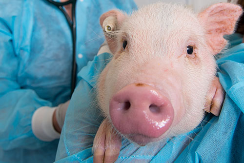 pig-04