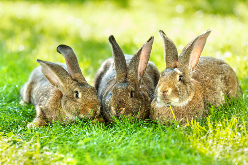 MRIGlobal Leads International Research Collaboration For Tularemia Vaccine